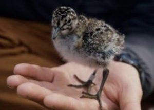 A small bird perched on a hand