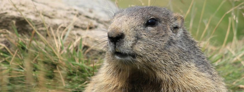 Picture of a marmot