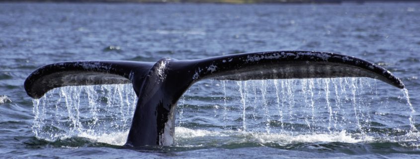 Whale tail with water pouring off