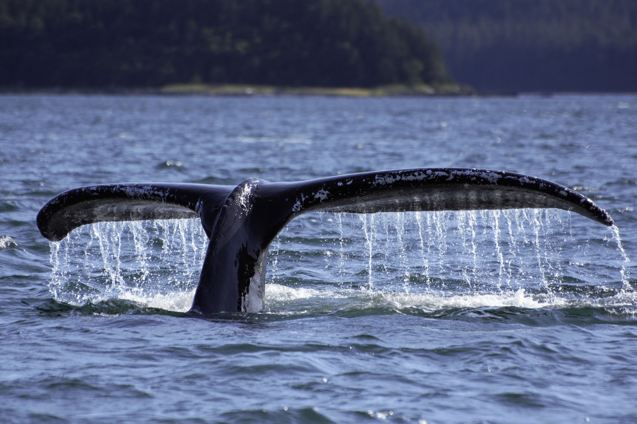 Whale tail with water pouring off