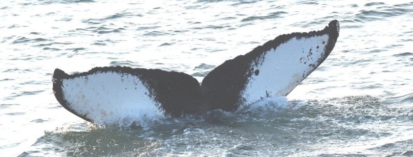 Whale tail photo