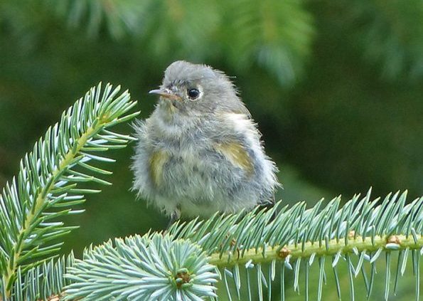 Ruby-crowned Kinglet fledgling