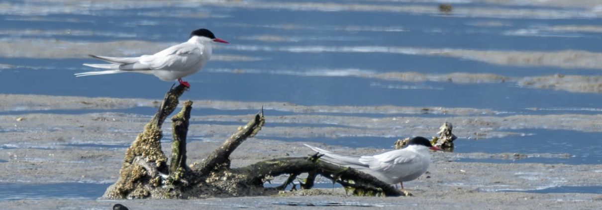 Arctic Terns