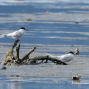 Arctic Terns