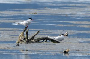 Arctic Terns