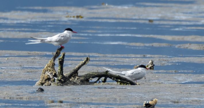 Arctic Terns