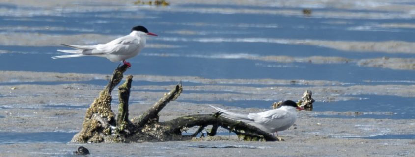 Arctic Terns