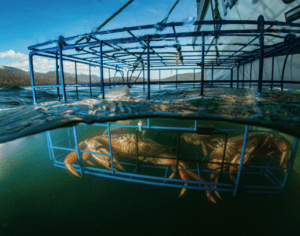 dungeoness crab in a pot half-submerged in water